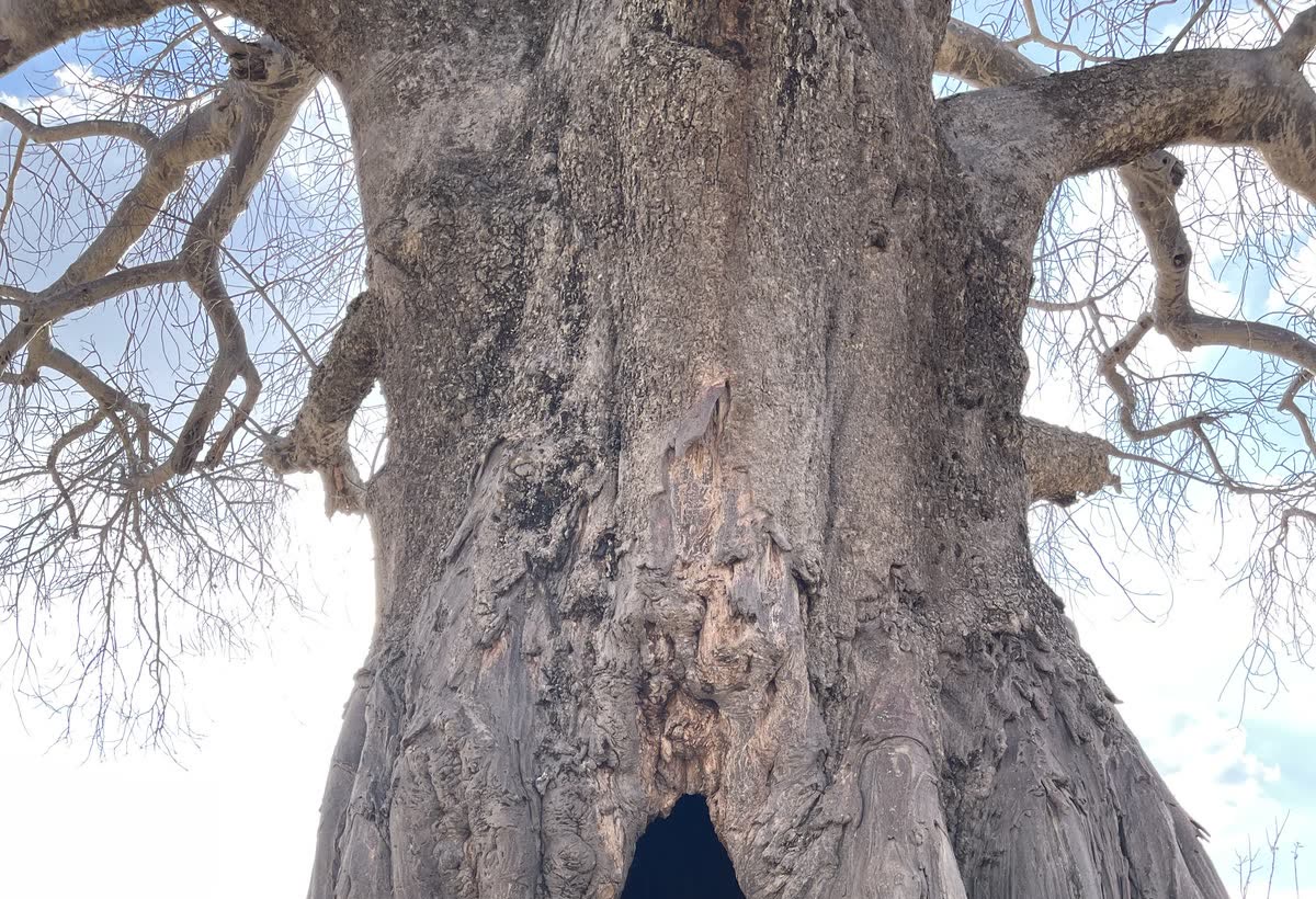 Baobab tree — Einoti Safaris