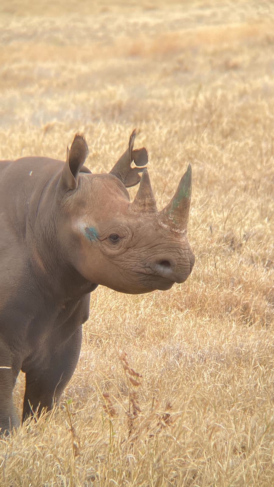 Black rhino — Einoti Safaris