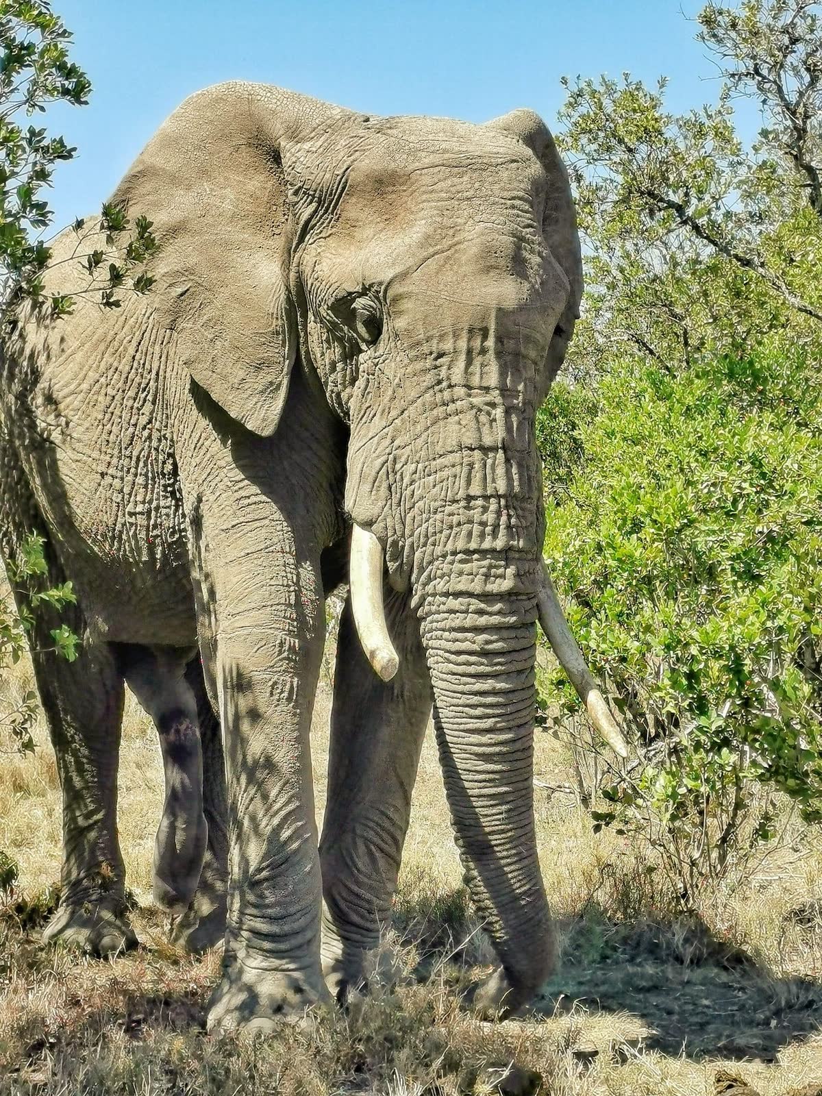 Elephant close — Einoti Safaris