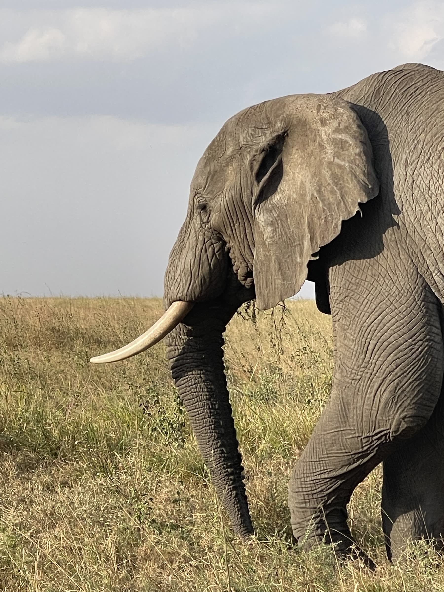 Einoti Safaris in Tanzania