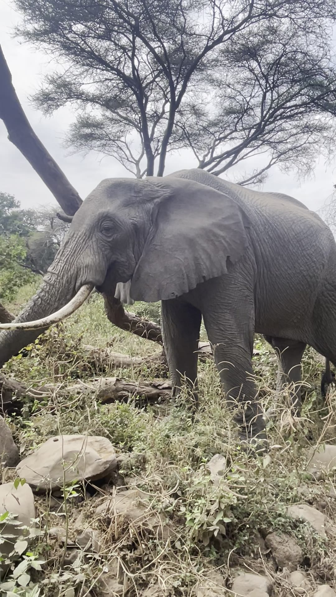 Elephant under acacia — Einoti Safaris