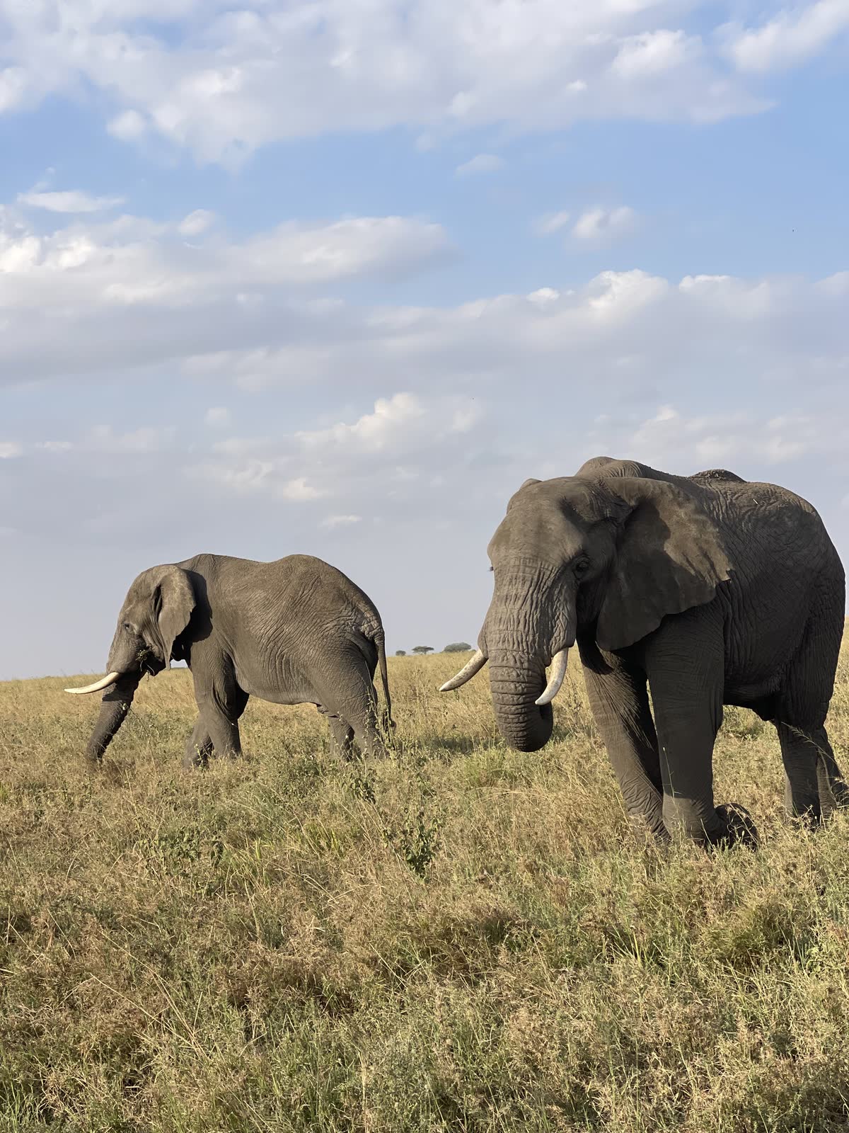 Elephants pair — Einoti Safaris