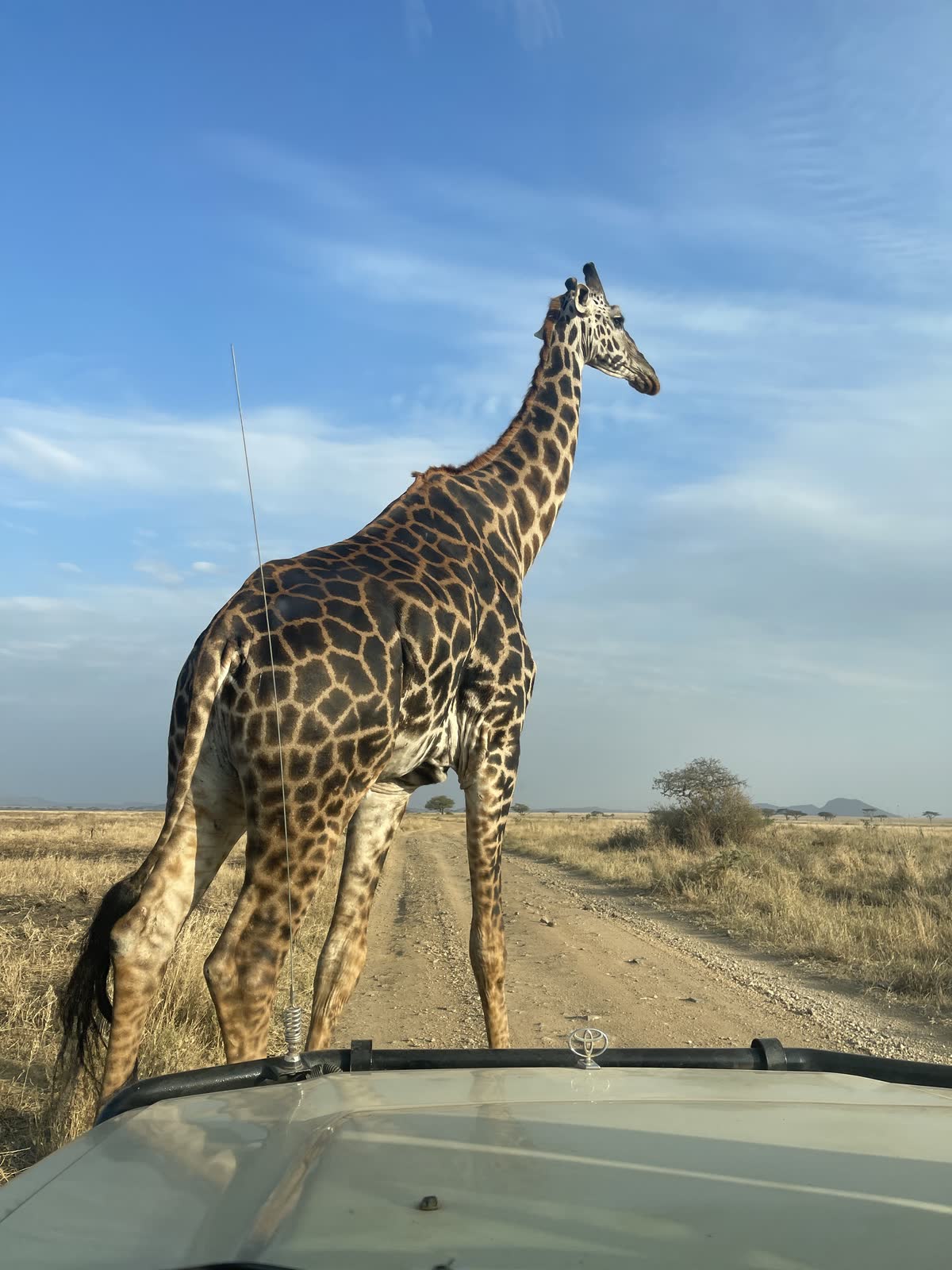 Giraffe road — Einoti Safaris