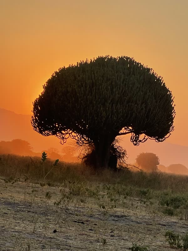 Baobab bei Sonnenuntergang
