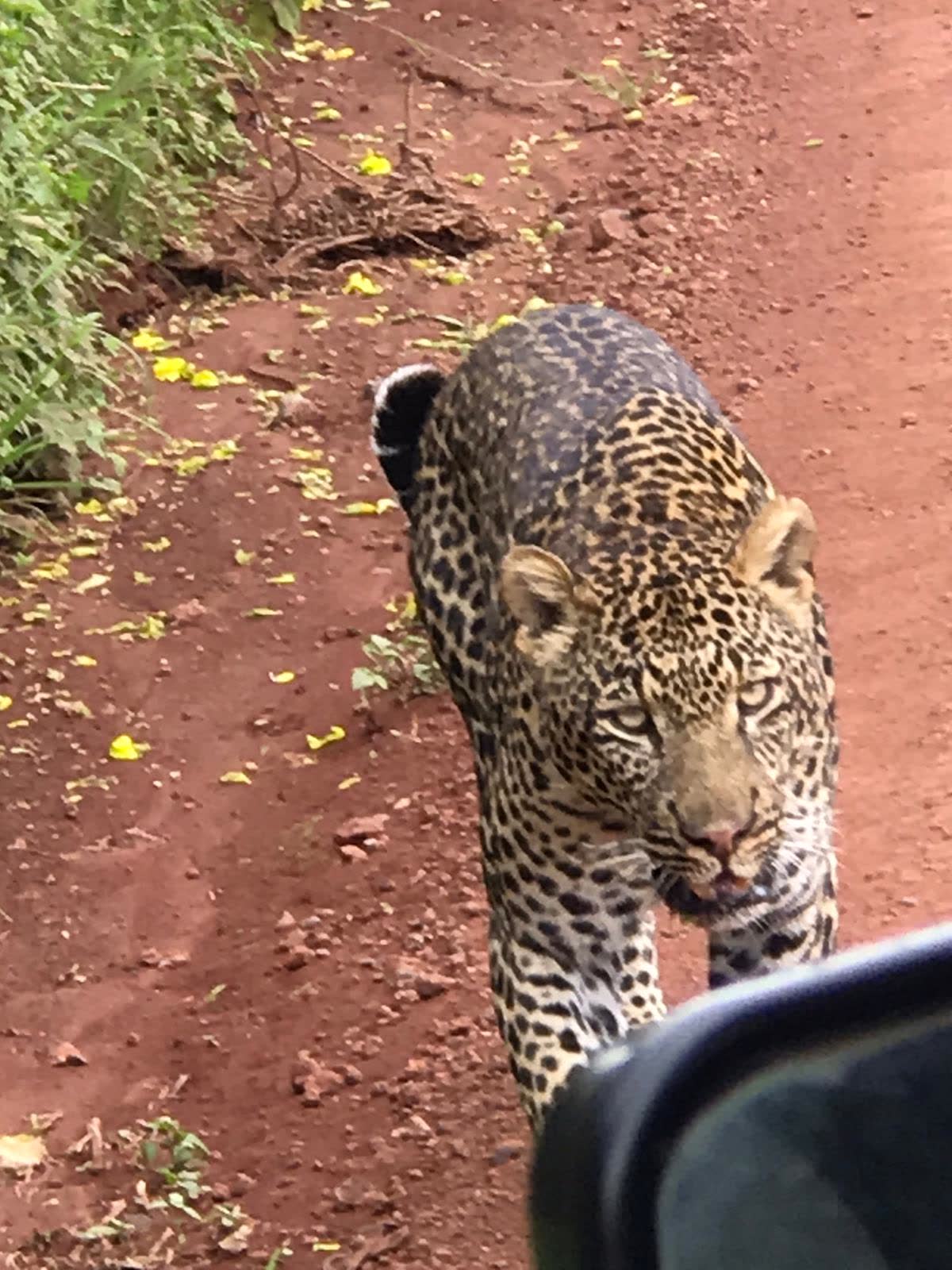 Leopard close — Einoti Safaris