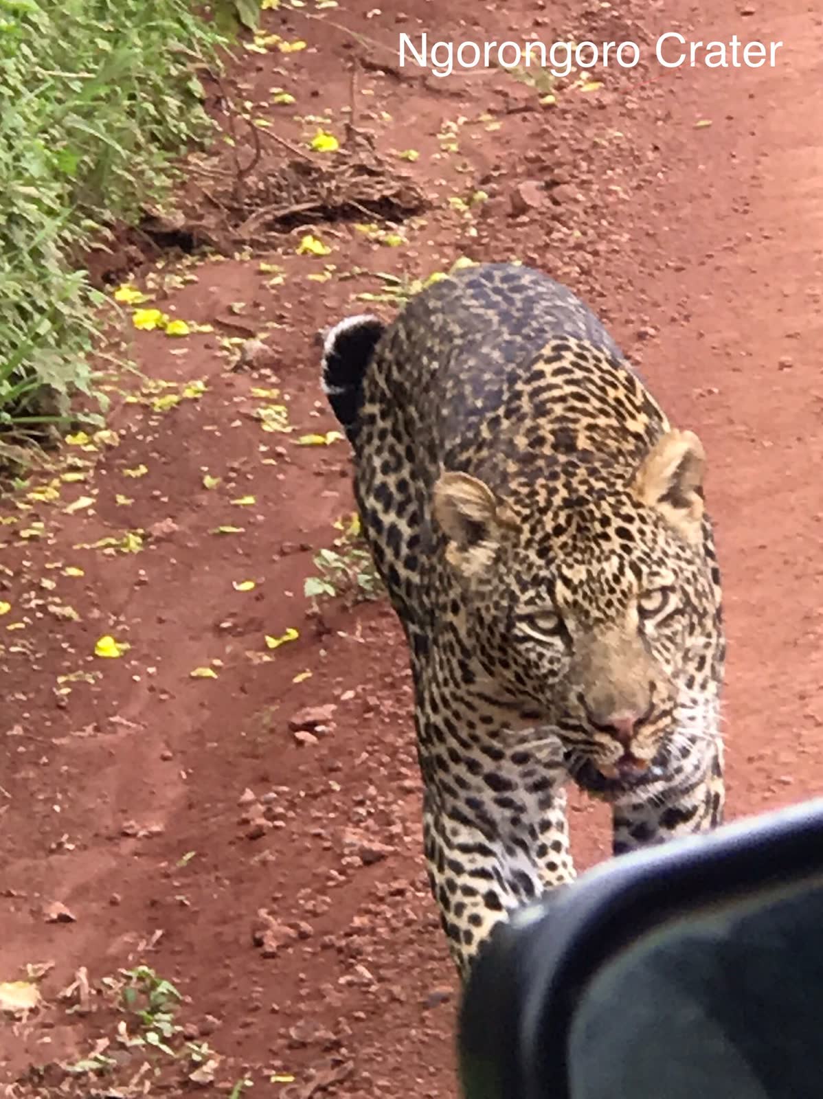 Leopard crater track — Einoti Safaris