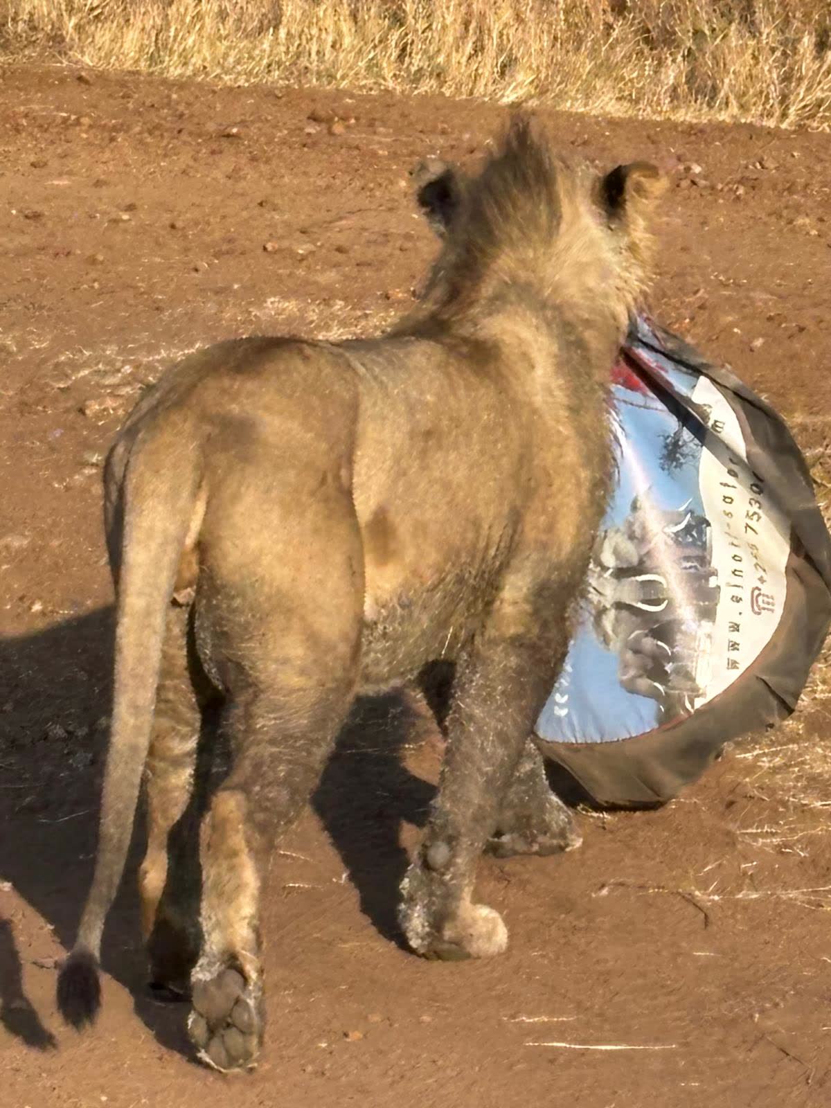 Lion cub vehicle — Einoti Safaris