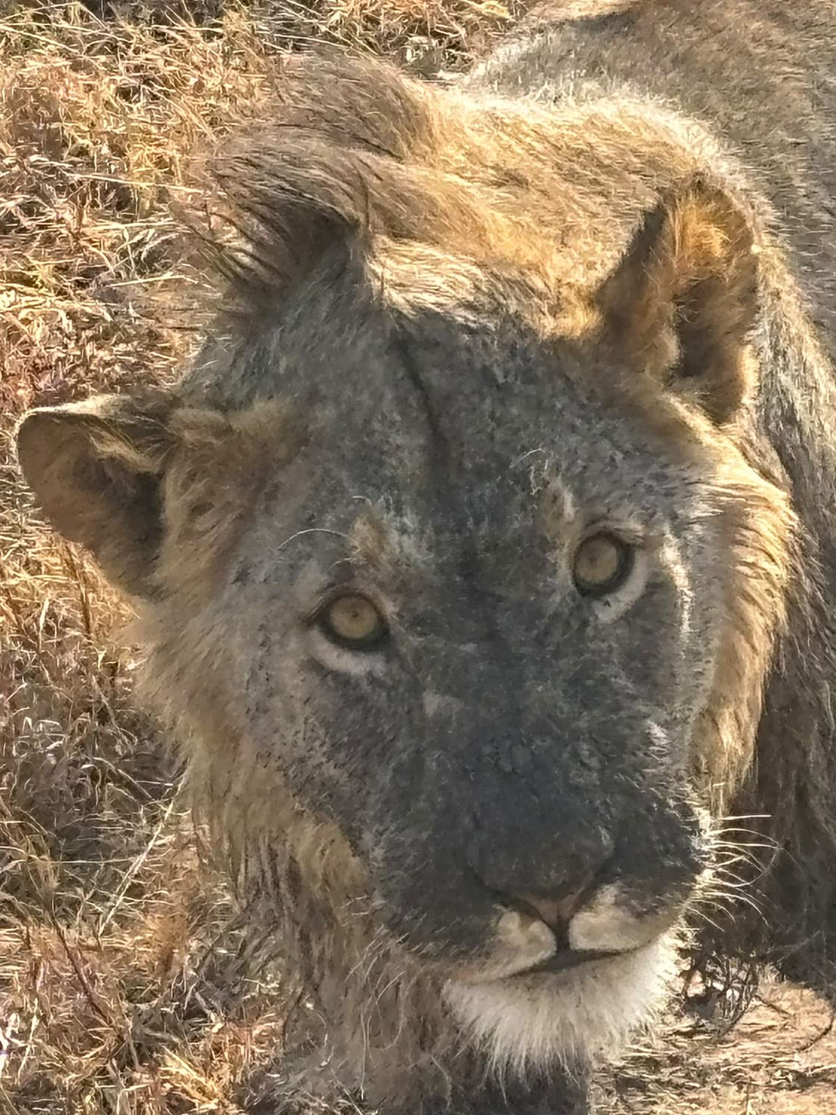 Lion portrait — Einoti Safaris
