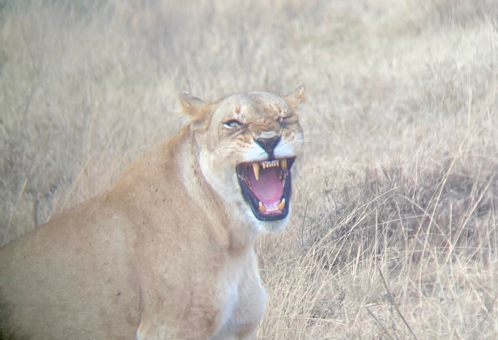 Lioness yawn — Einoti Safaris