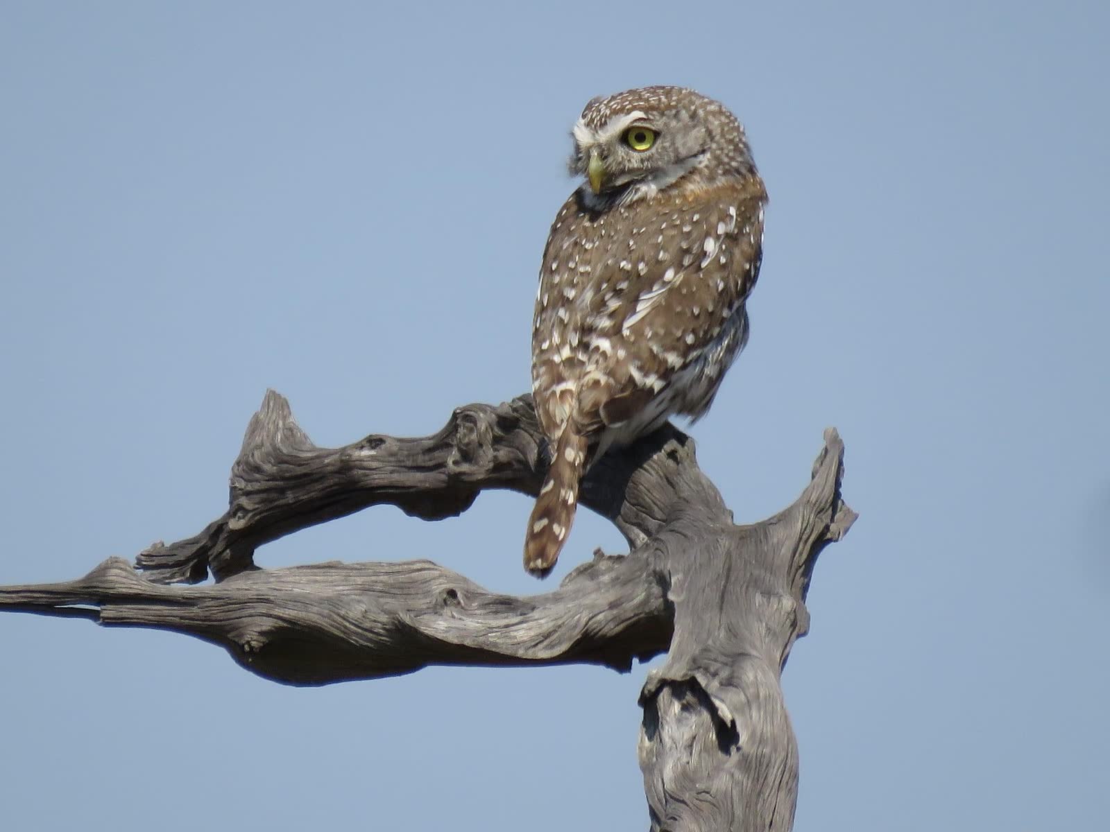 Pearl spotted owlet — Einoti Safaris