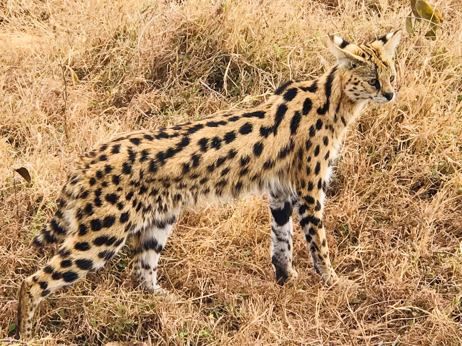 Serval grass — Einoti Safaris