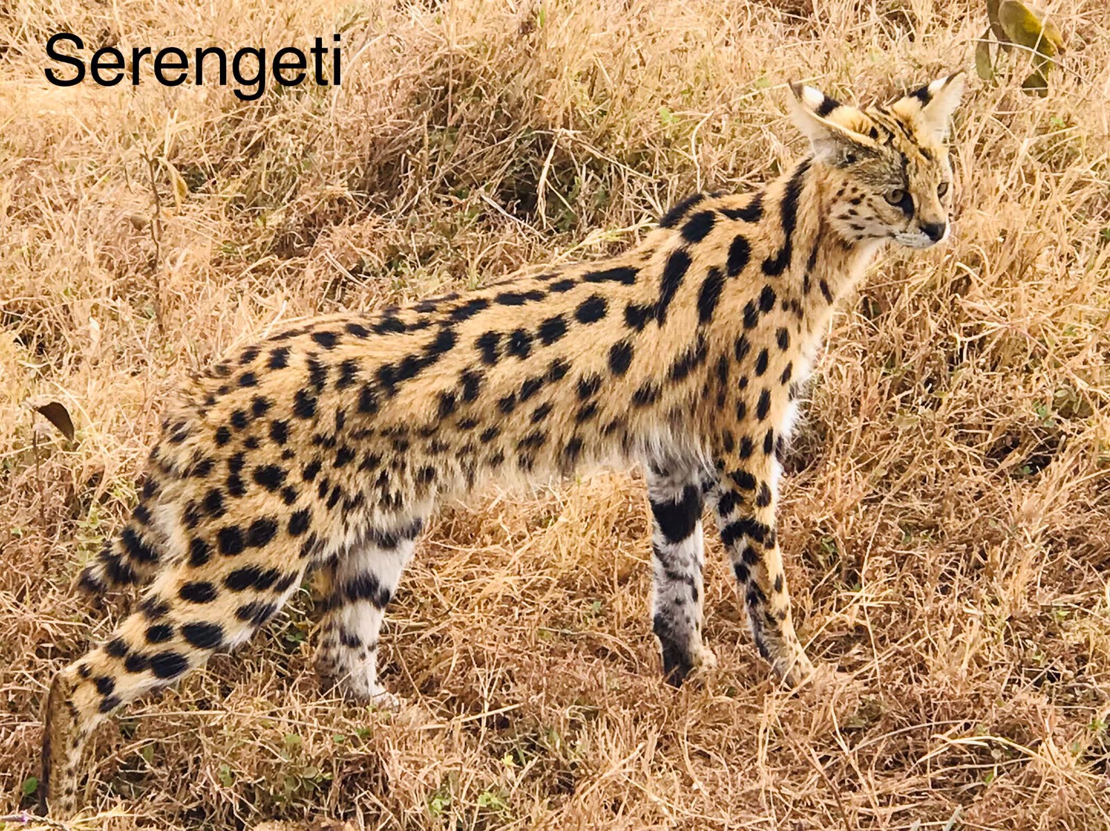 Serval serengeti — Einoti Safaris